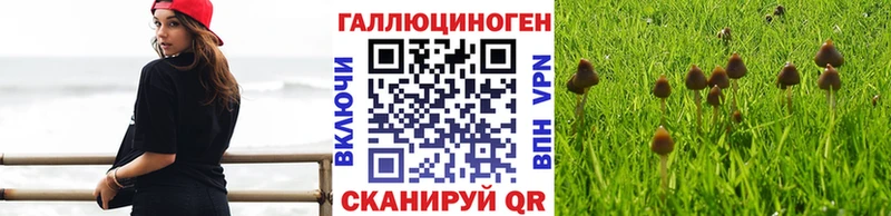 магазин наркотиков Чита Галлюциногенные грибы Cubensis